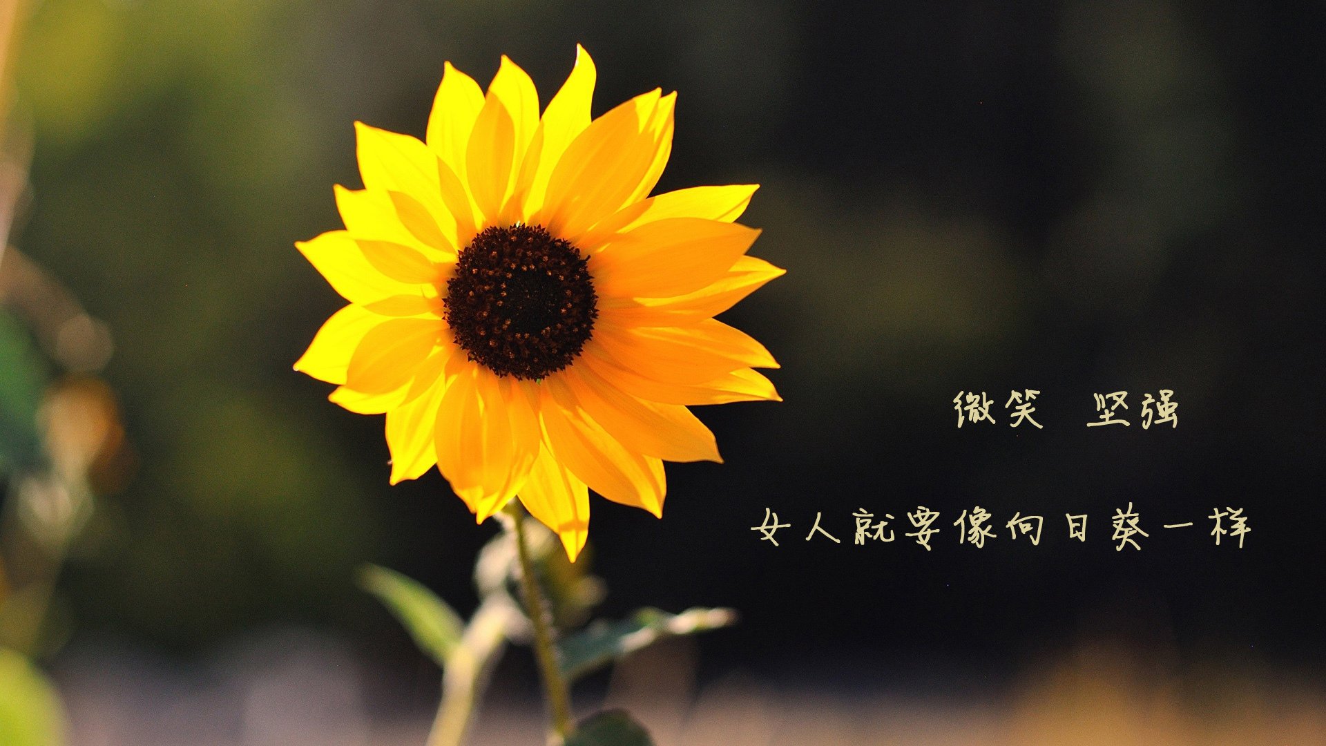球迷盛赞阿根廷“青春风暴”，阿根廷青训球员