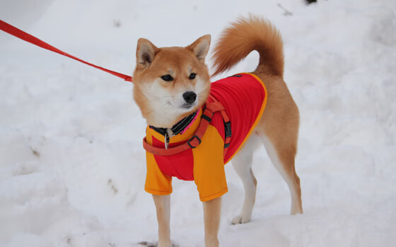 步行者队新赛季主教练布局分析,步行者新任主教练