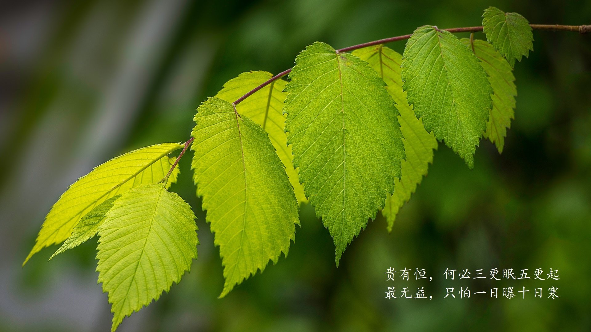 西班牙与英格兰对决——欧洲足球赛事掀起热潮，西班牙和英格兰足球哪个厉害