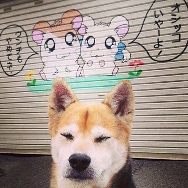 高校体育教师数字教学能力培养策略与实践，数字体育课