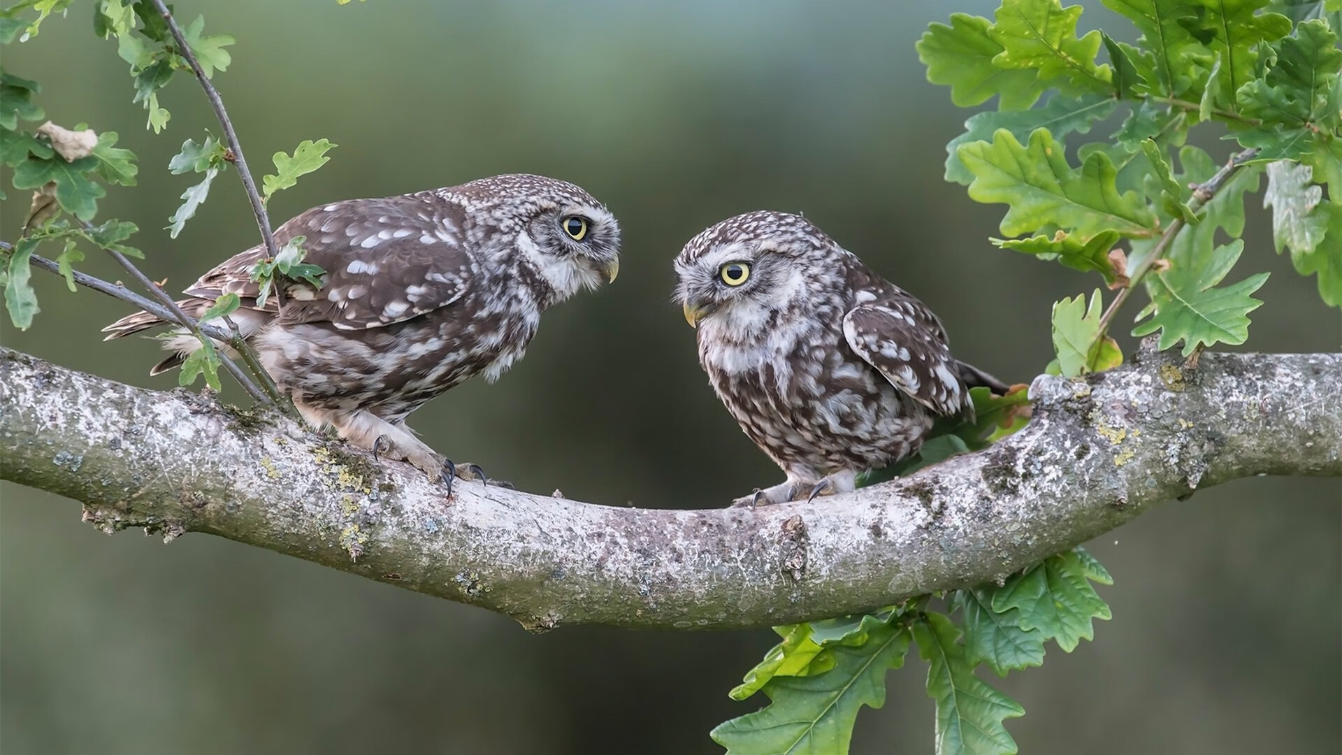 深圳领航队后场组织串联能力提升明显，深圳领航员青年队